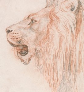 Head of a Lion by Unbekannt Unbekannt